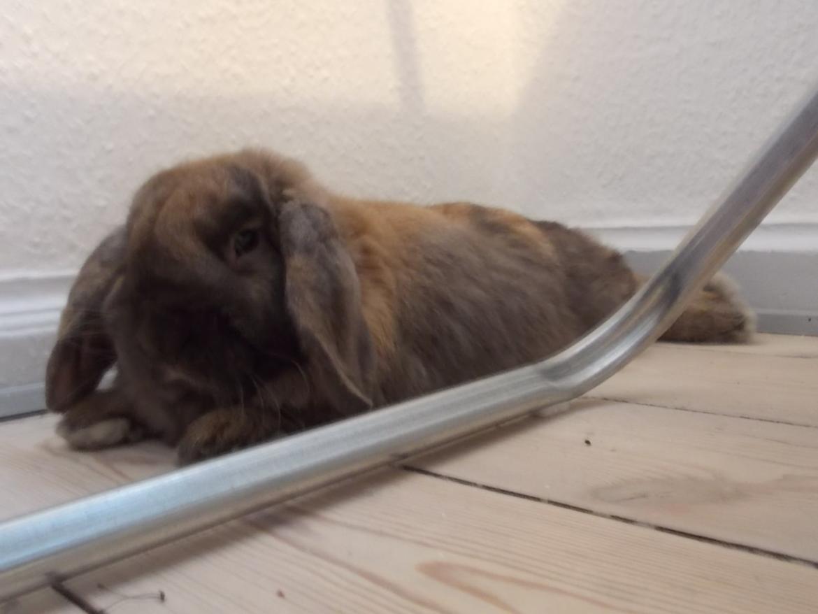 Kanin Bamse billede 6