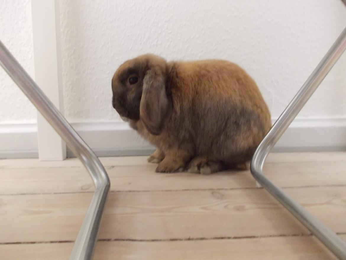 Kanin Bamse billede 8