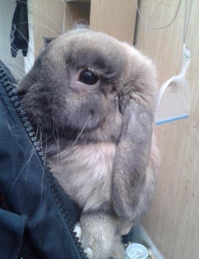 Kanin Bamse billede 9