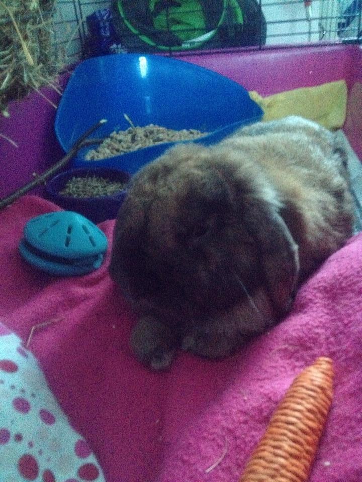 Kanin Bamse billede 10