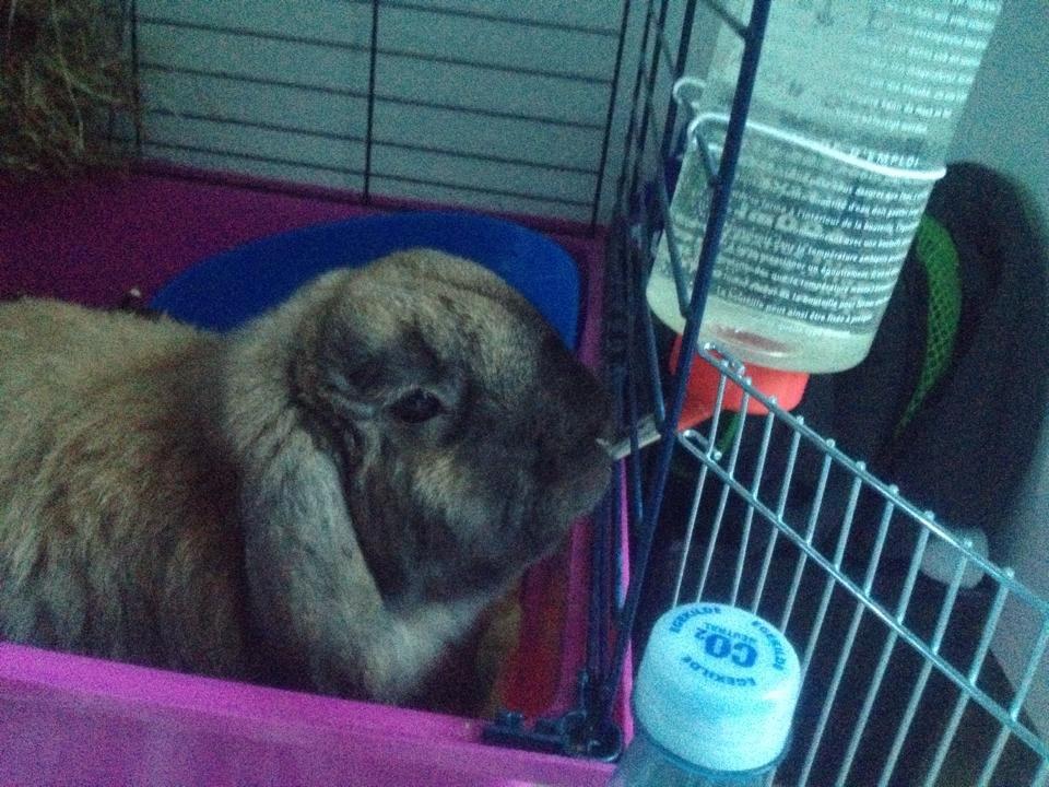 Kanin Bamse billede 11