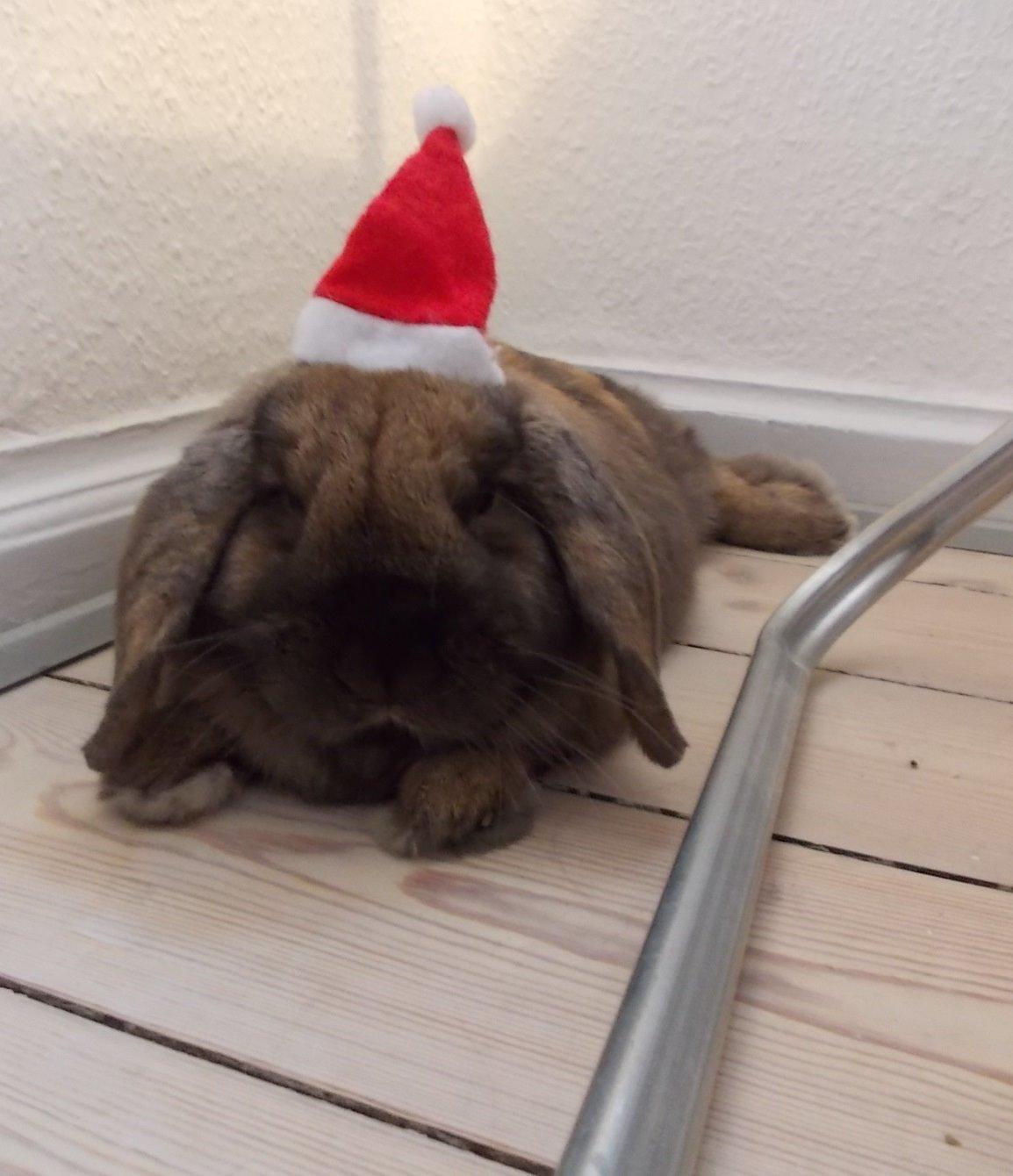 Kanin Bamse billede 13