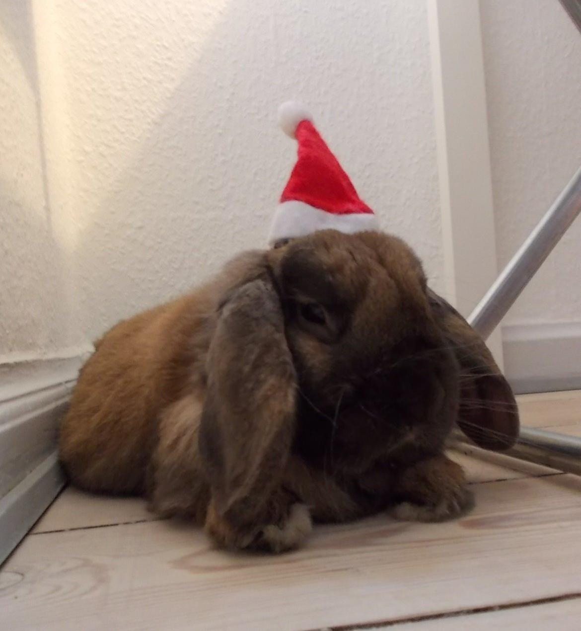 Kanin Bamse billede 15