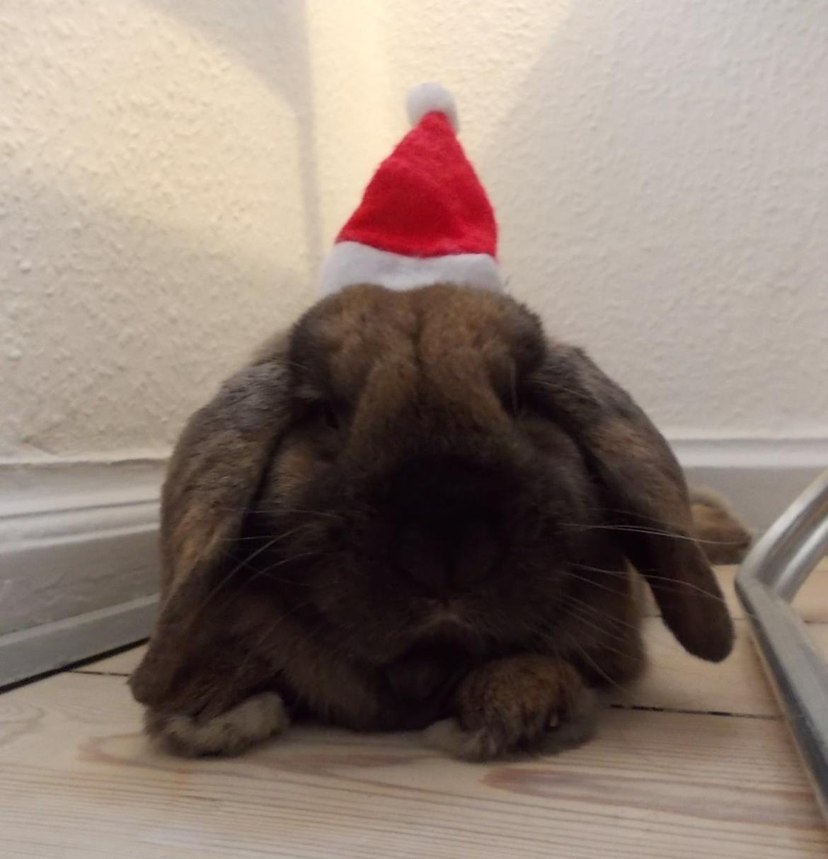 Kanin Bamse billede 14