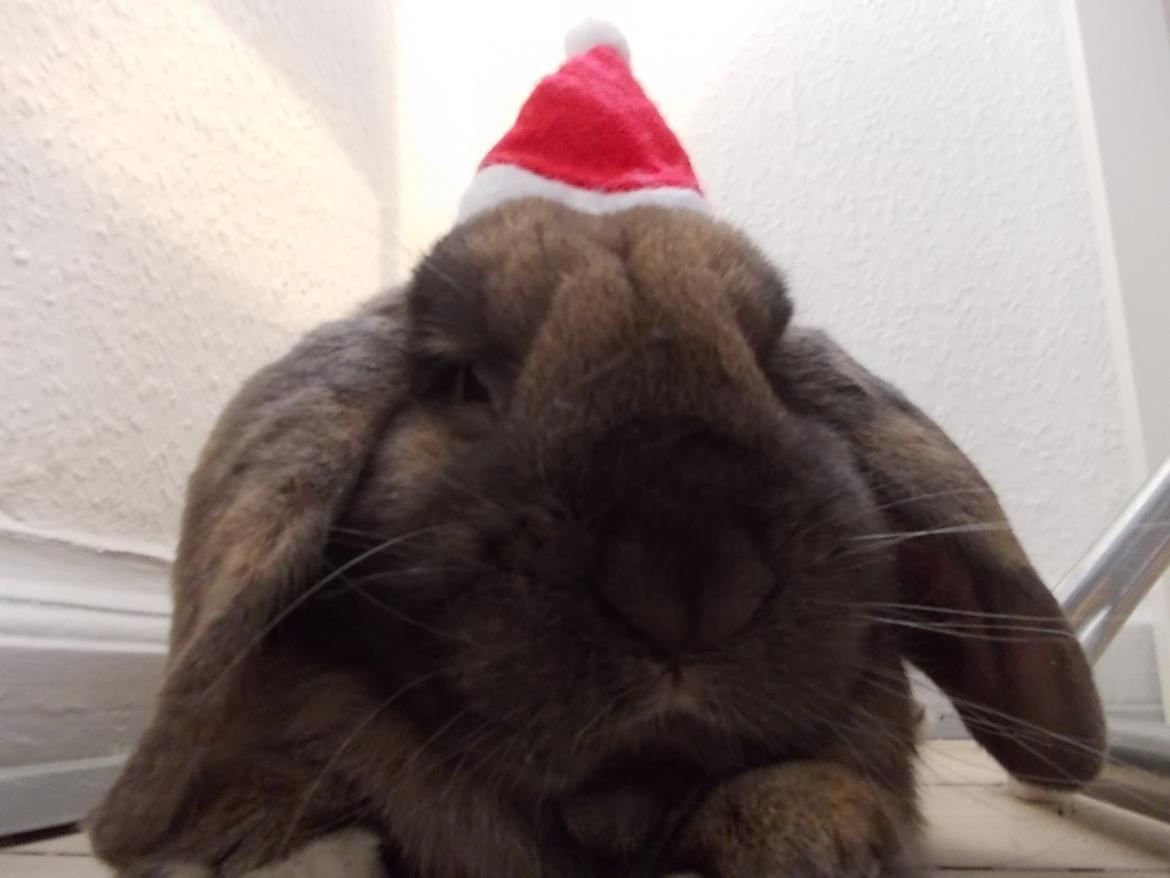 Kanin Bamse billede 16