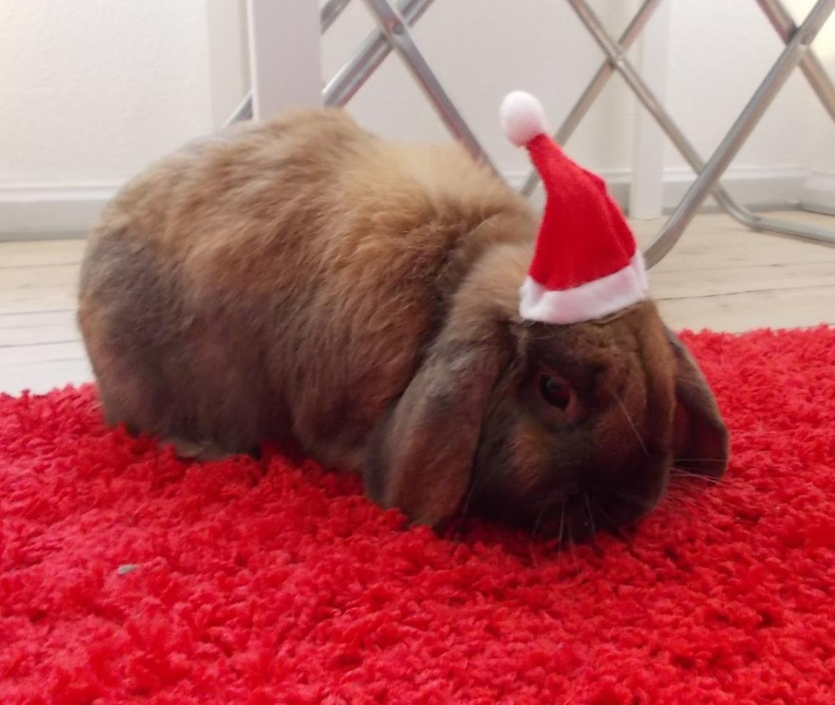 Kanin Bamse billede 18