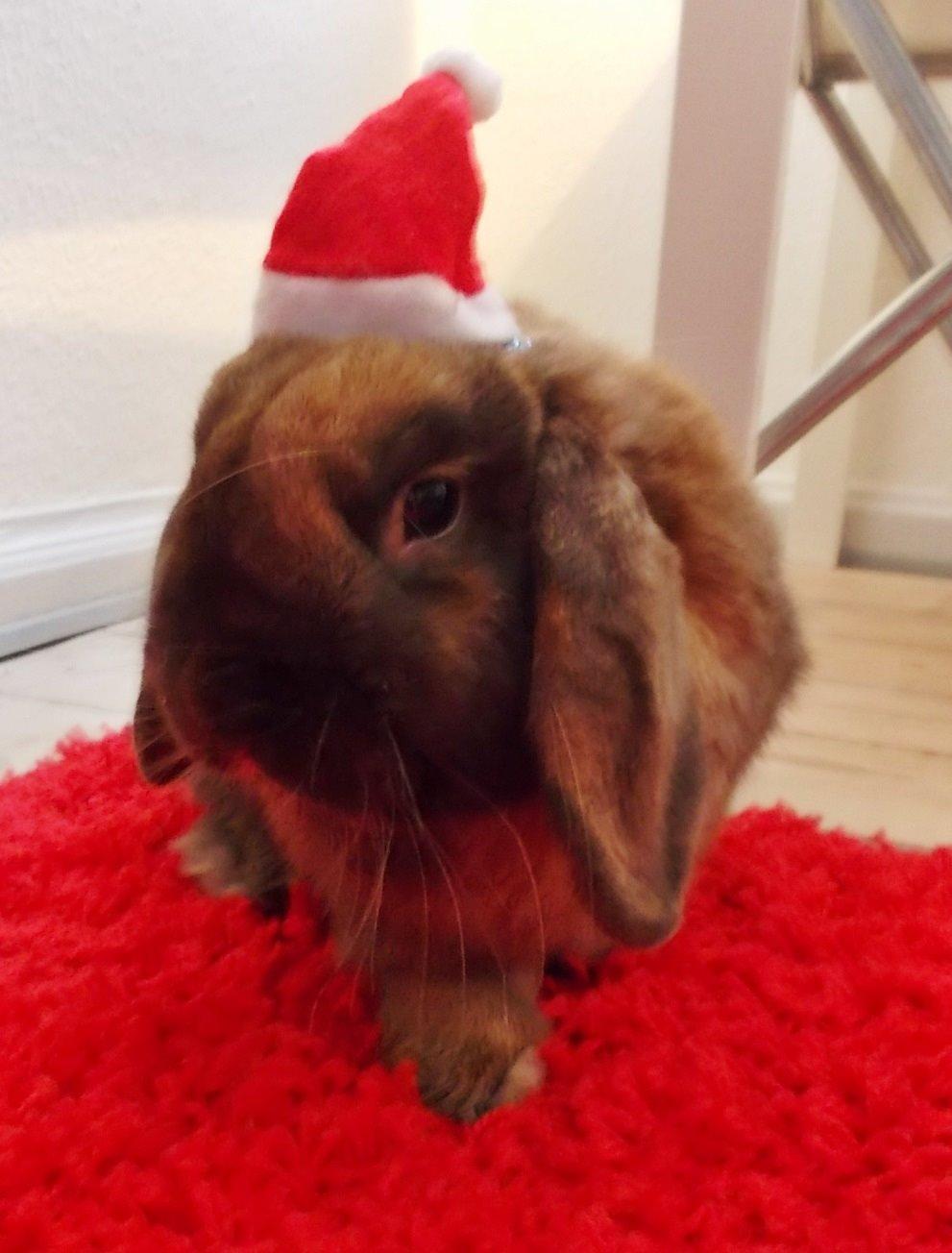 Kanin Bamse billede 17