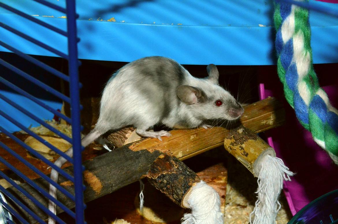 Mus Vejlmus' Ebay [Himmelgnaver] - Min smukke pige! billede 11