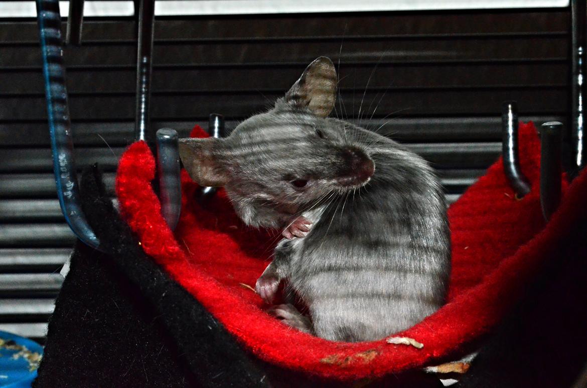 Mus Vejlmus' Ebay [Himmelgnaver] billede 22