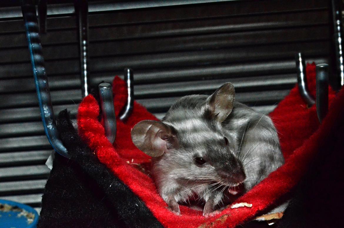 Mus Vejlmus' Ebay [Himmelgnaver] - Man skal jo gøre sig smuk ^^ billede 7