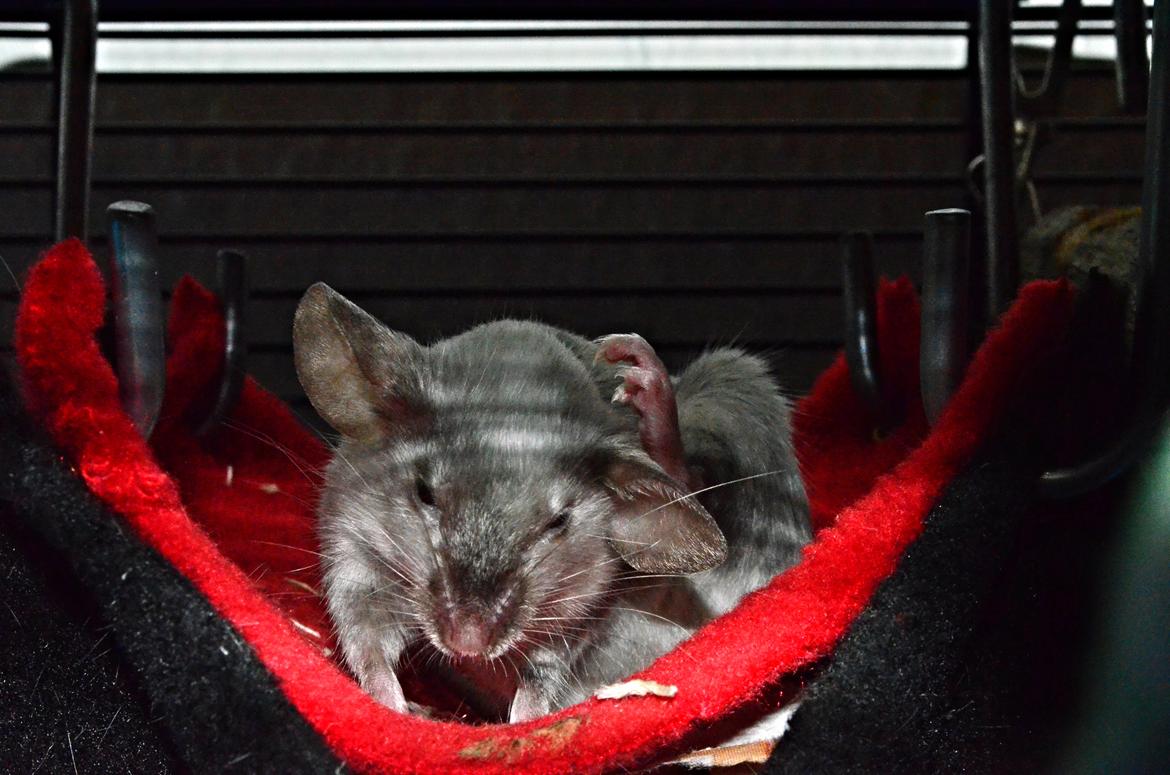 Mus Vejlmus' Ebay [Himmelgnaver] - Det klør :b billede 31