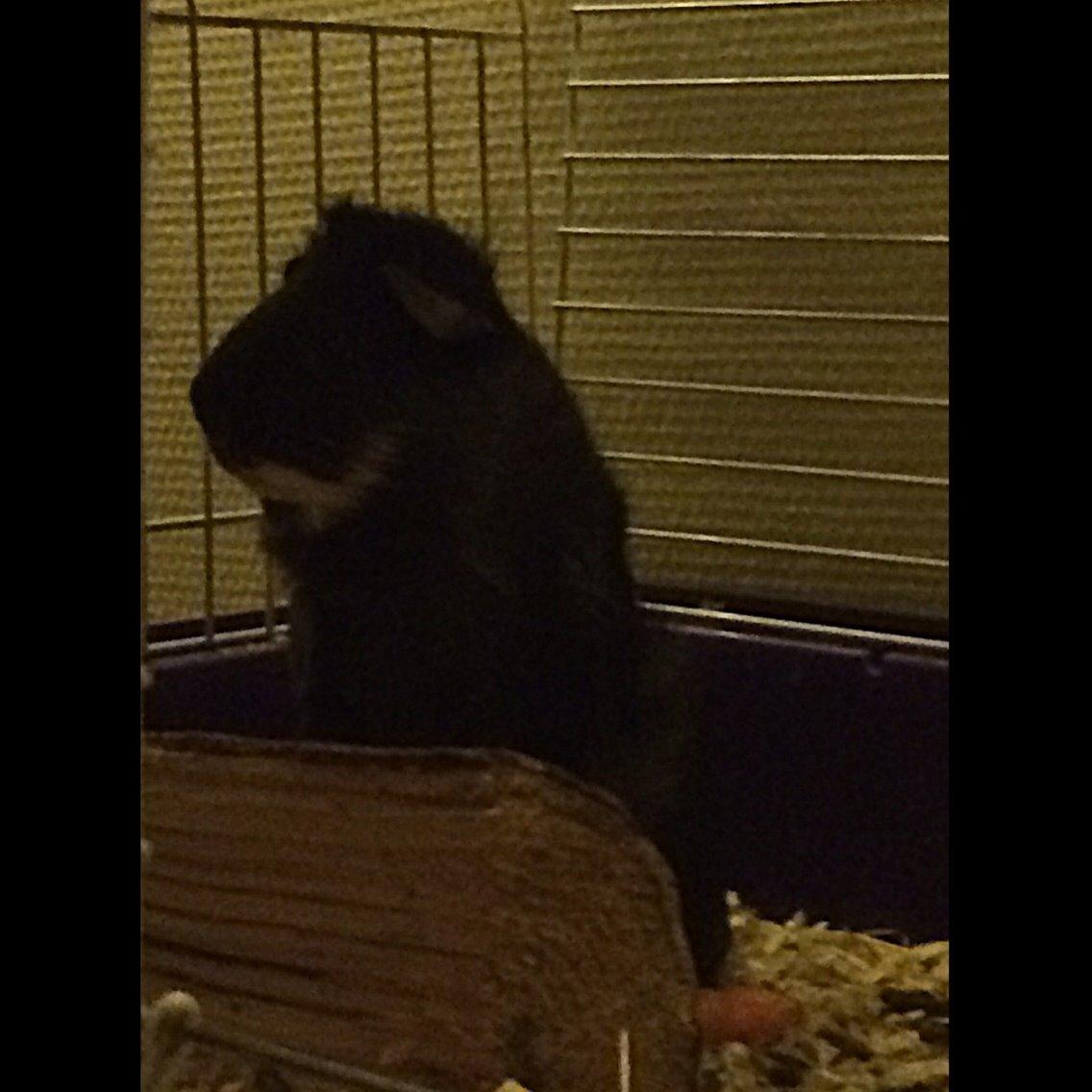 Marsvin Willy billede 2