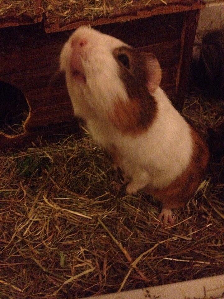 Marsvin Zeus billede 2