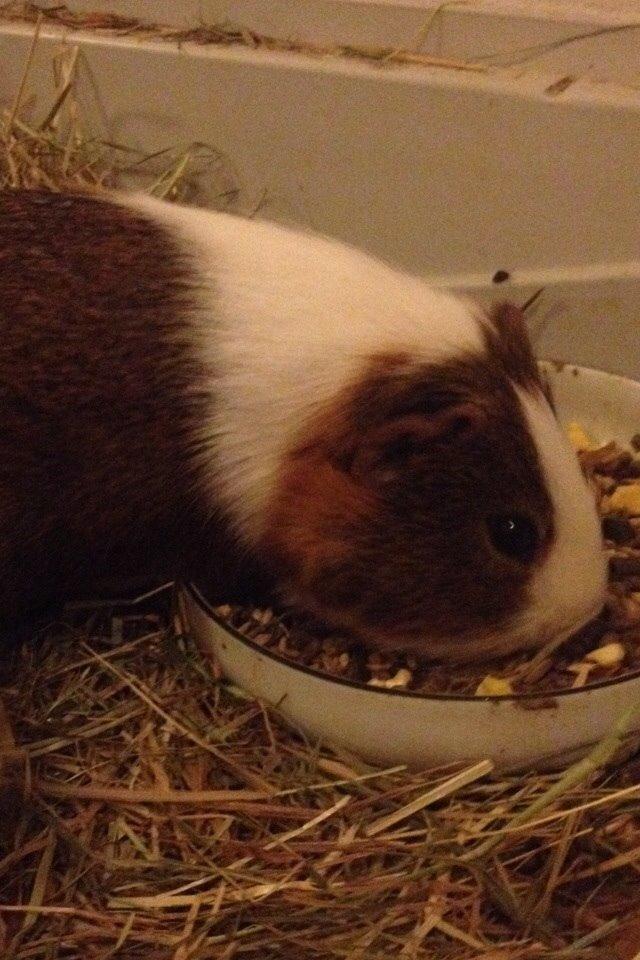 Marsvin Zeus billede 1