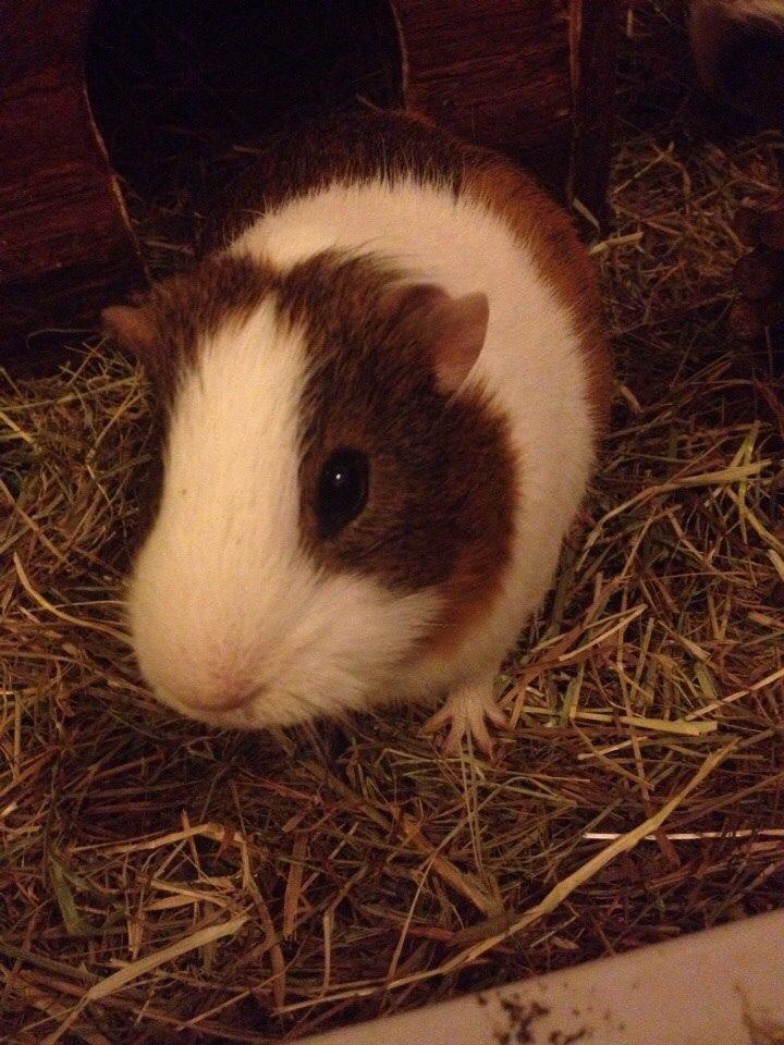 Marsvin Zeus billede 3