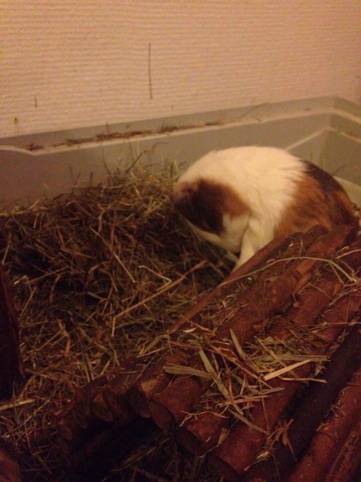 Marsvin Zeus billede 5