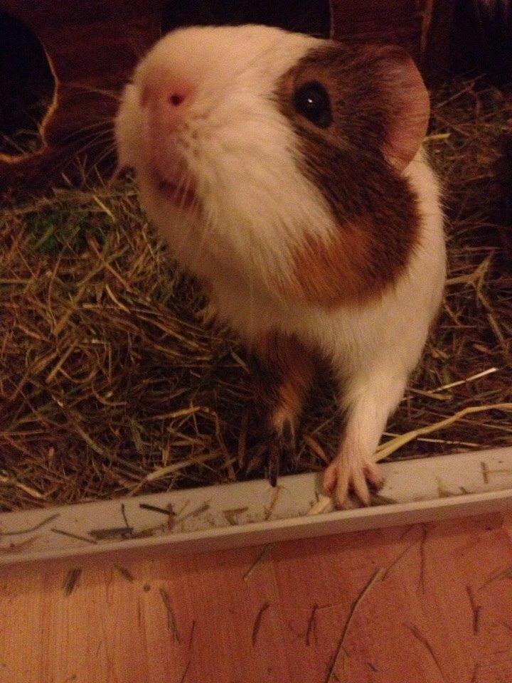 Marsvin Zeus billede 4