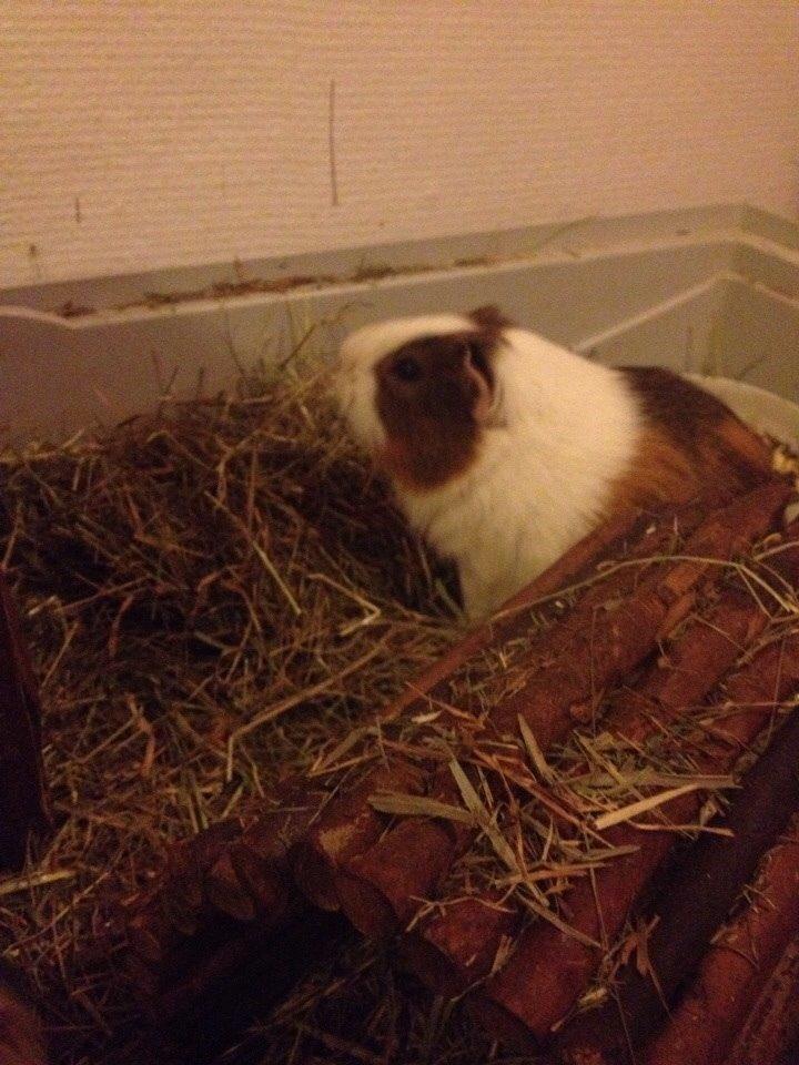 Marsvin Zeus billede 6