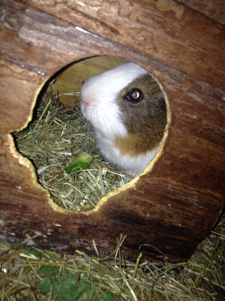 Marsvin Zeus billede 7