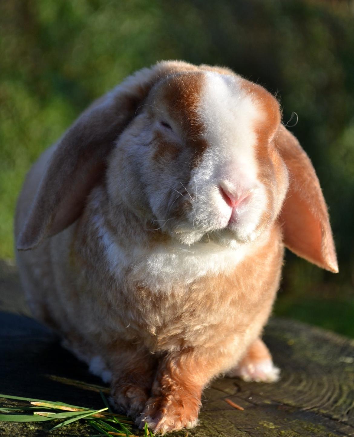 Kanin Ministalds Tellus billede 22