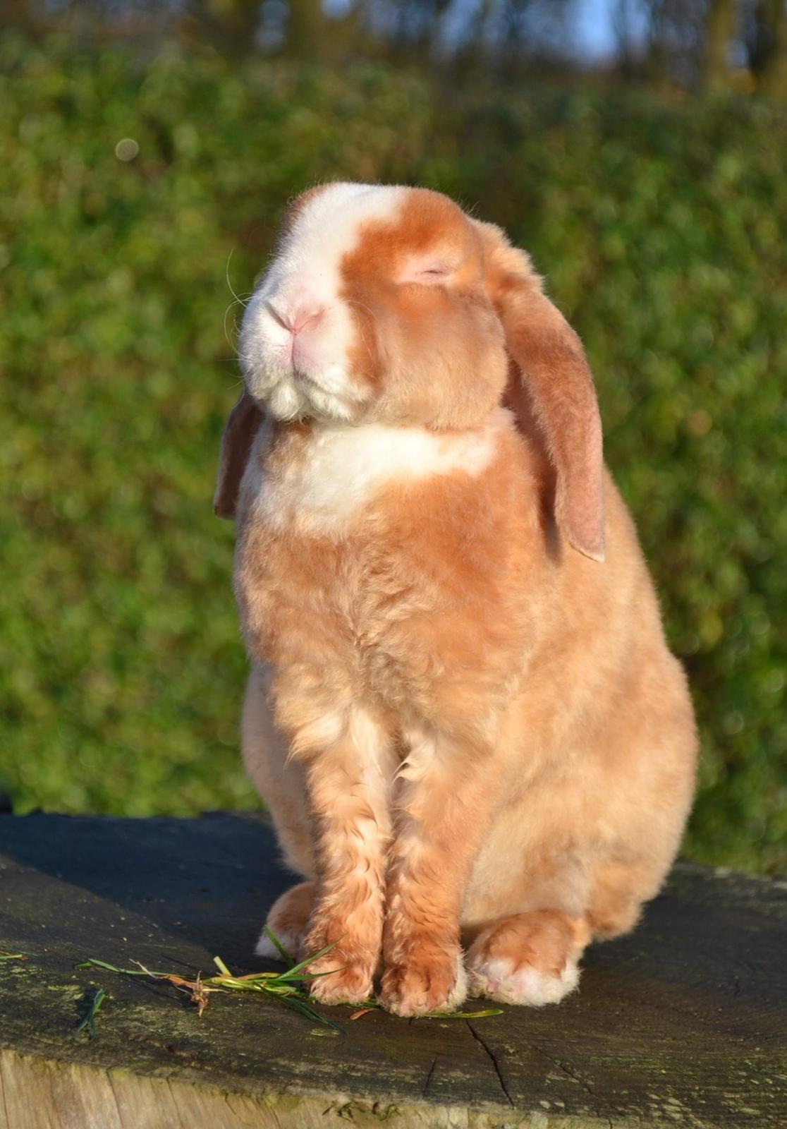 Kanin Ministalds Tellus billede 23