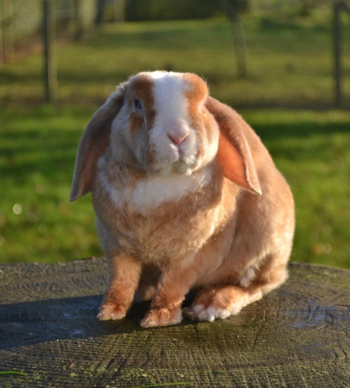 Kanin Ministalds Tellus billede 1