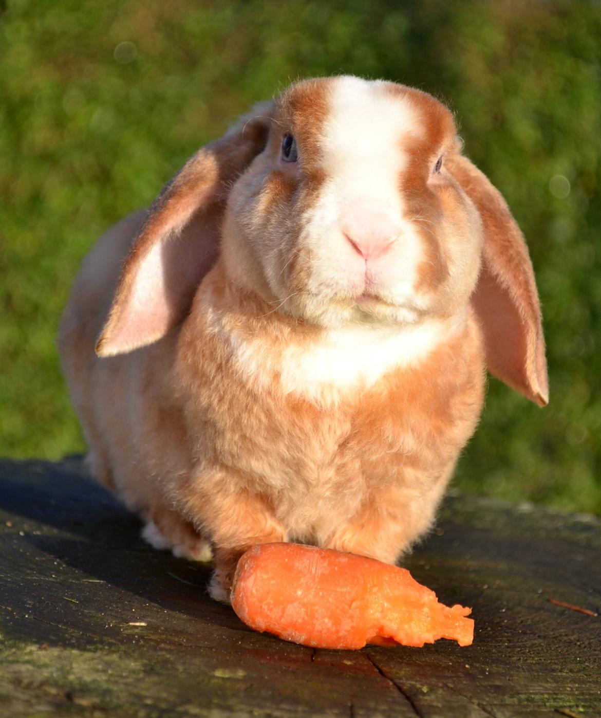 Kanin Ministalds Tellus billede 24