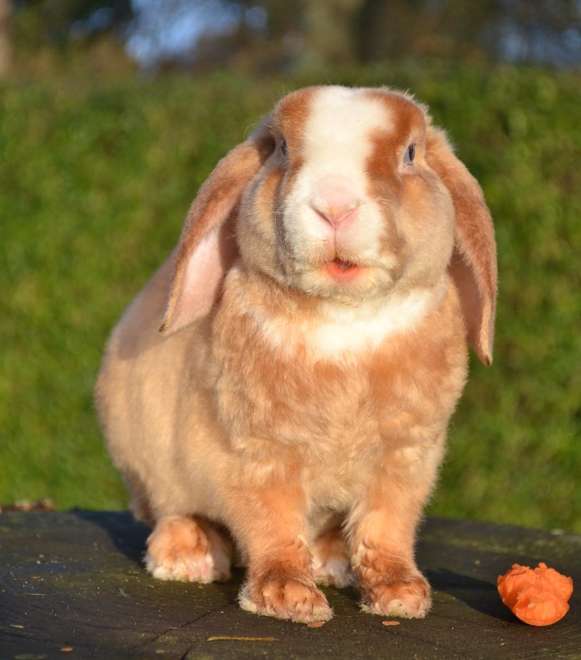 Kanin Ministalds Tellus billede 25