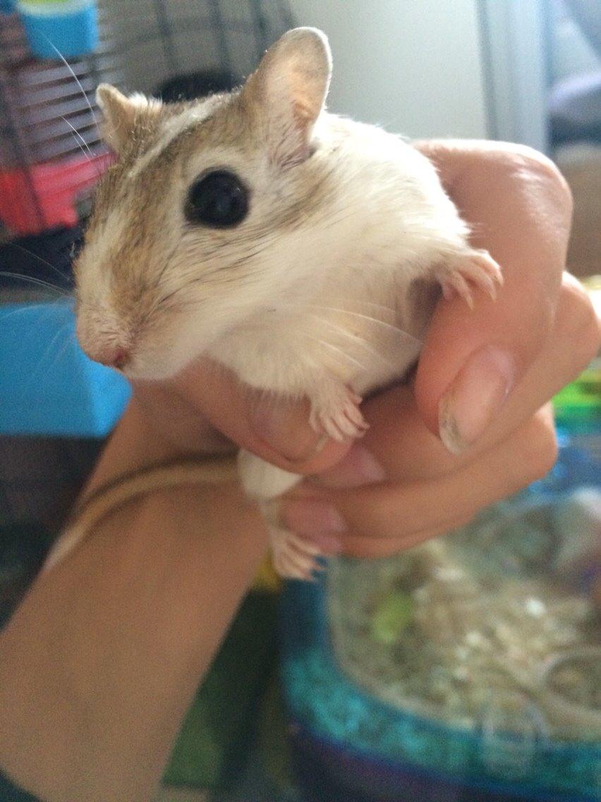 Ørkenrotte Lille pigen billede 1