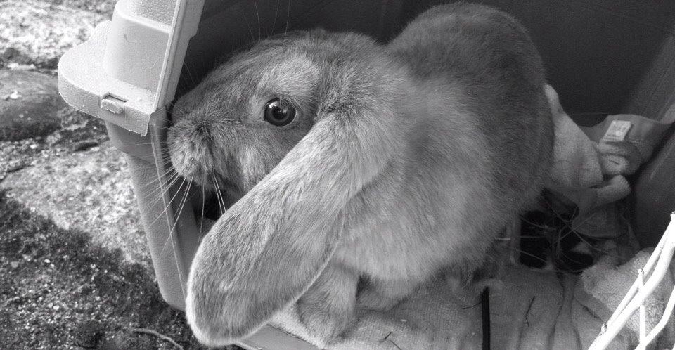 Kanin | Maboha's Mount Puncak Trikora billede 15