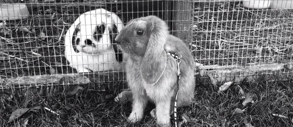 Kanin | Maboha's Mount Puncak Trikora billede 12