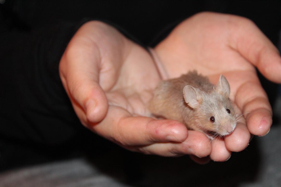 Mus Mamikma's Chloe billede 3