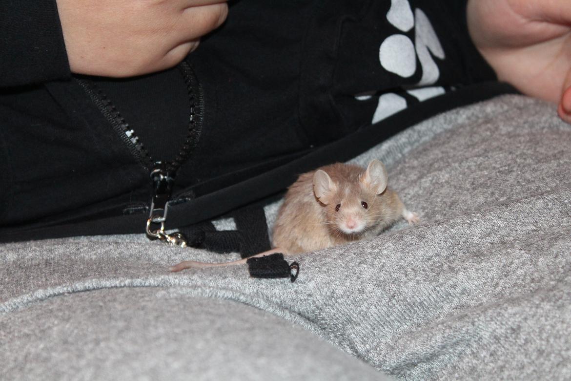 Mus Mamikma's Chloe billede 1