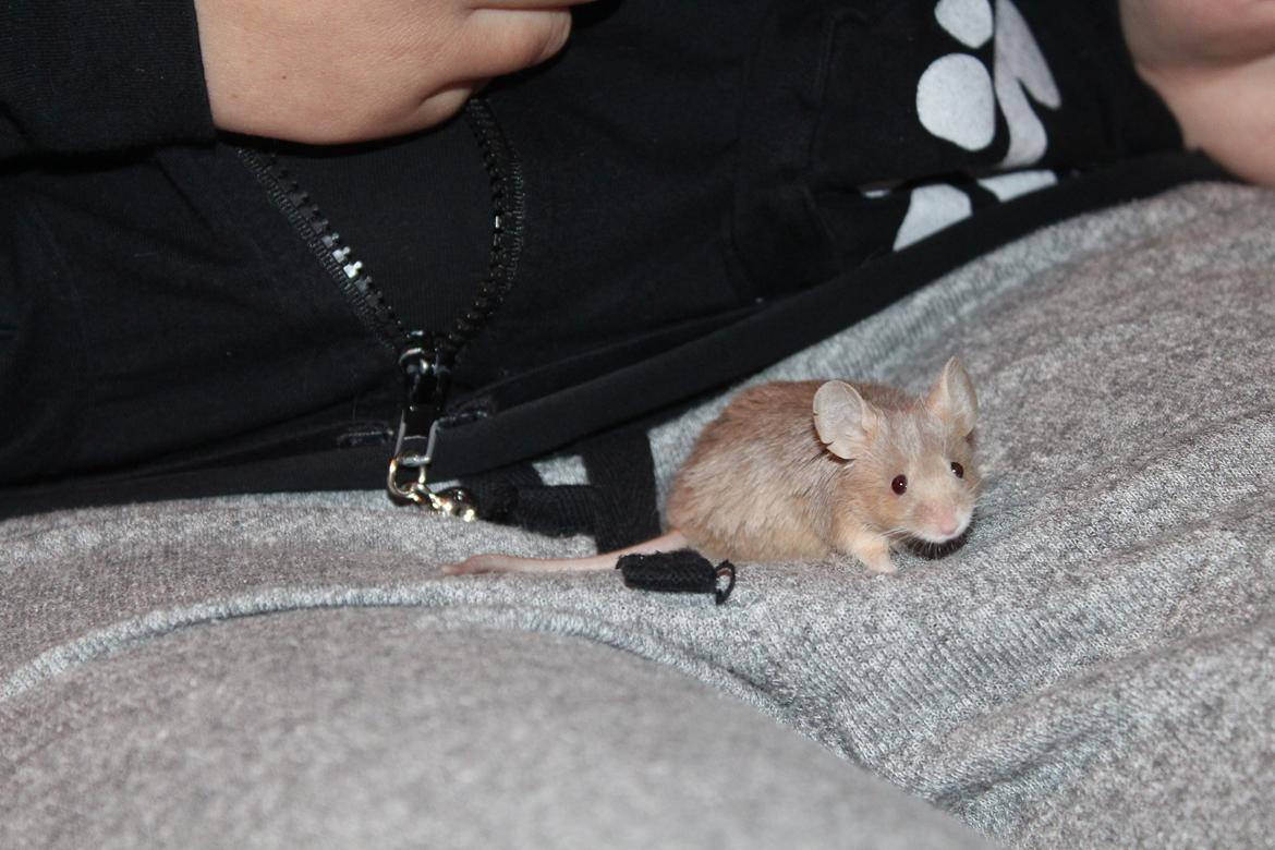 Mus Mamikma's Chloe billede 2