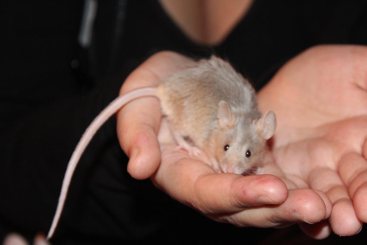 Mus Mamikma's Chloe billede 4