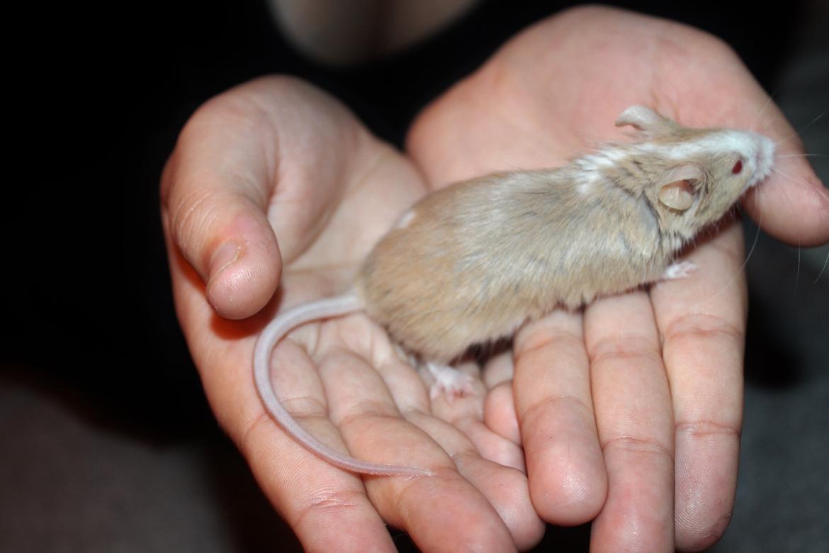 Mus Hedegaard's Blueberry billede 3