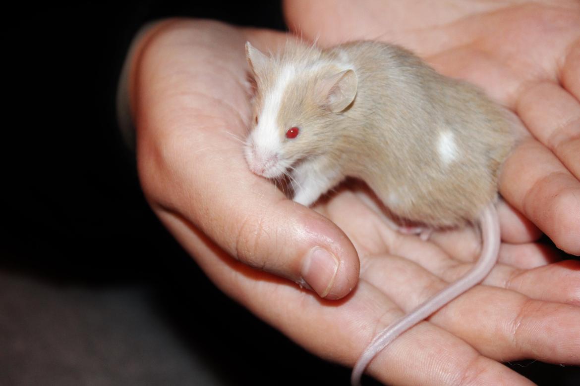 Mus Hedegaard's Blueberry billede 4