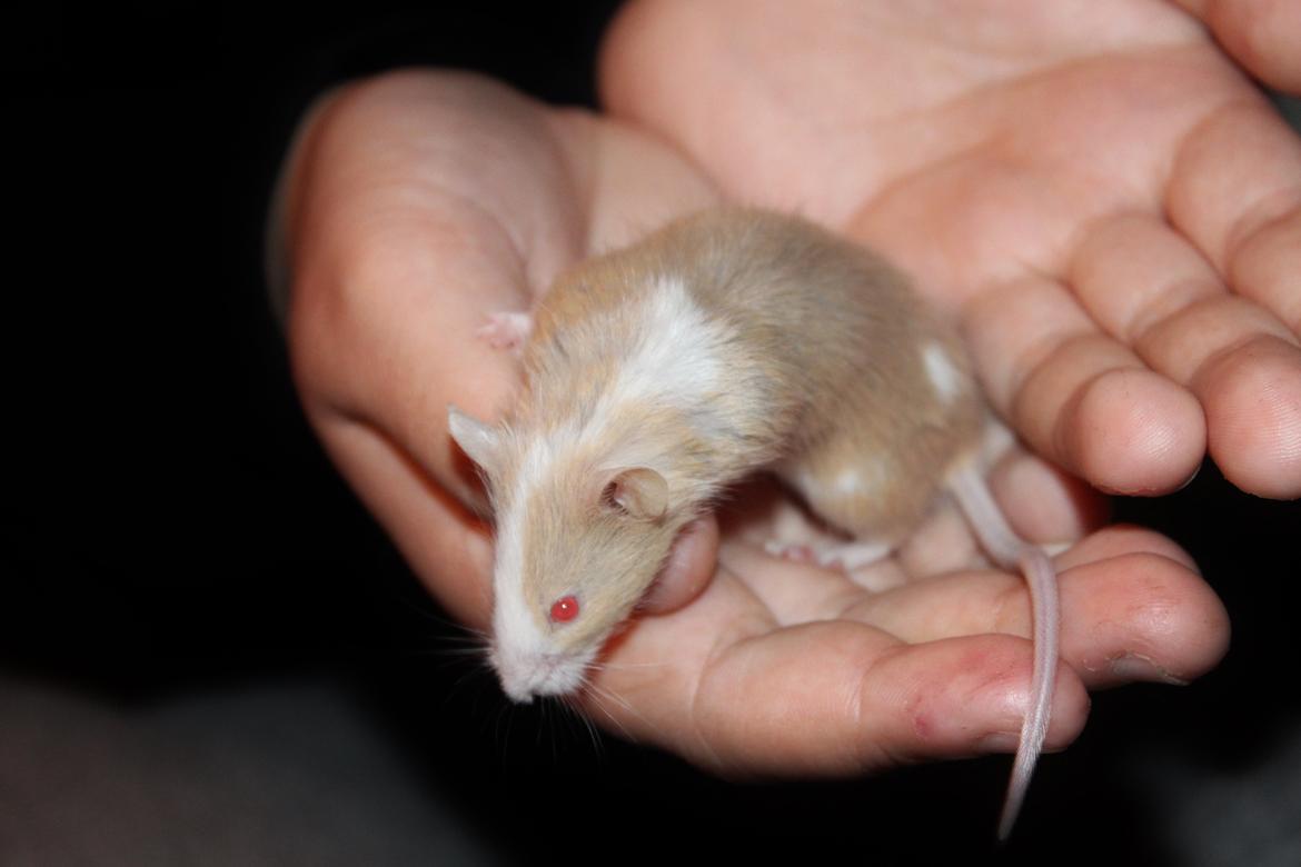 Mus Hedegaard's Blueberry billede 6