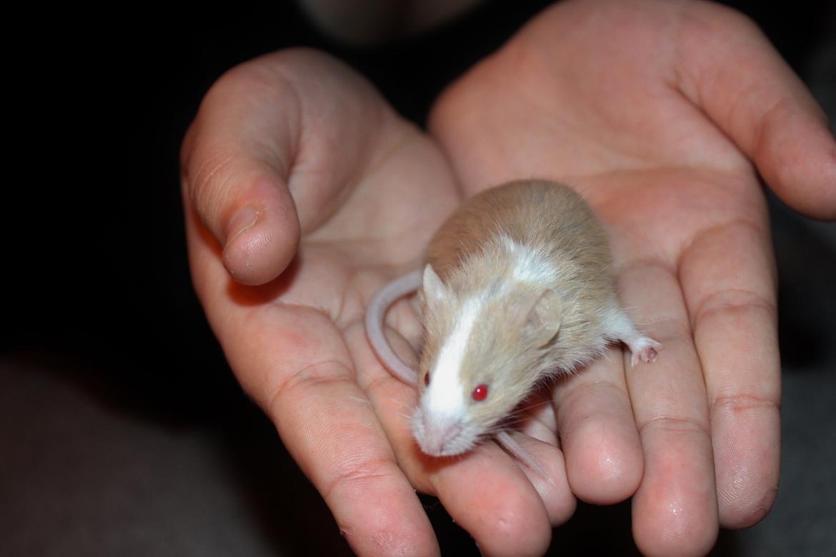 Mus Hedegaard's Blueberry billede 8