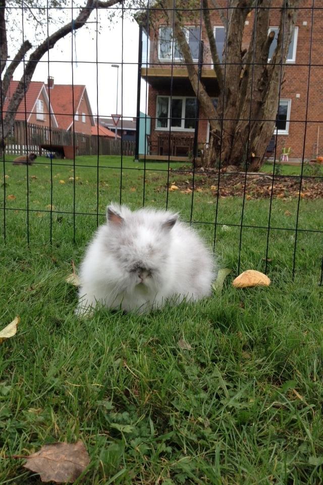 Kanin Æblegaardens Fluffy billede 6