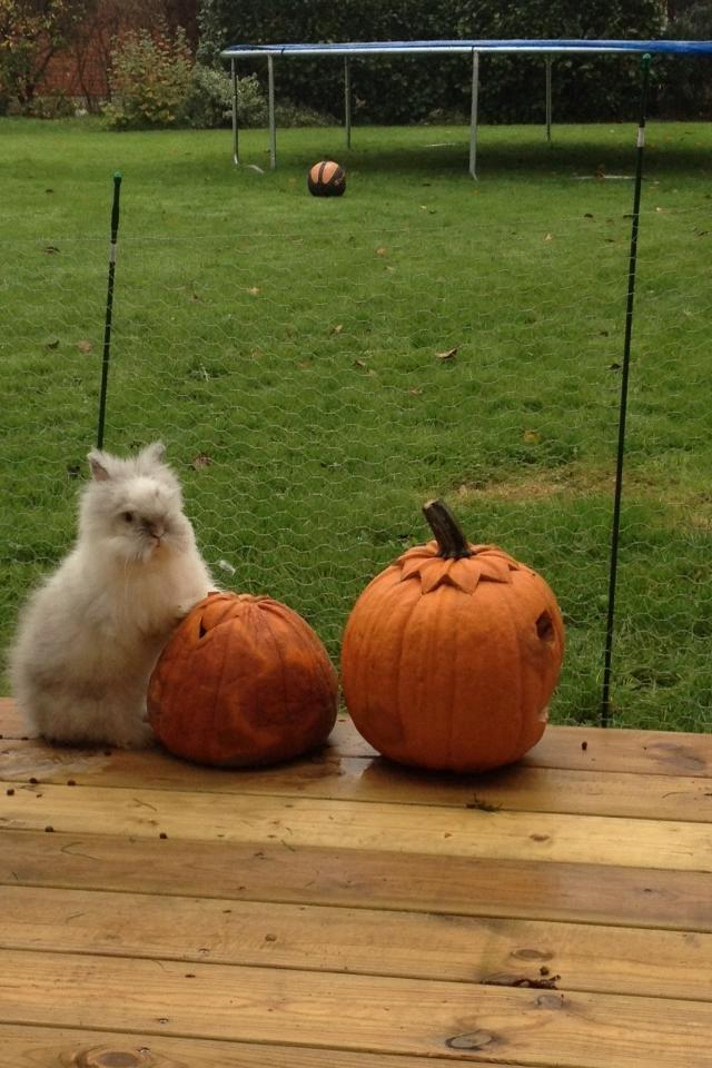 Kanin Æblegaardens Fluffy - Det var halloween :) billede 4