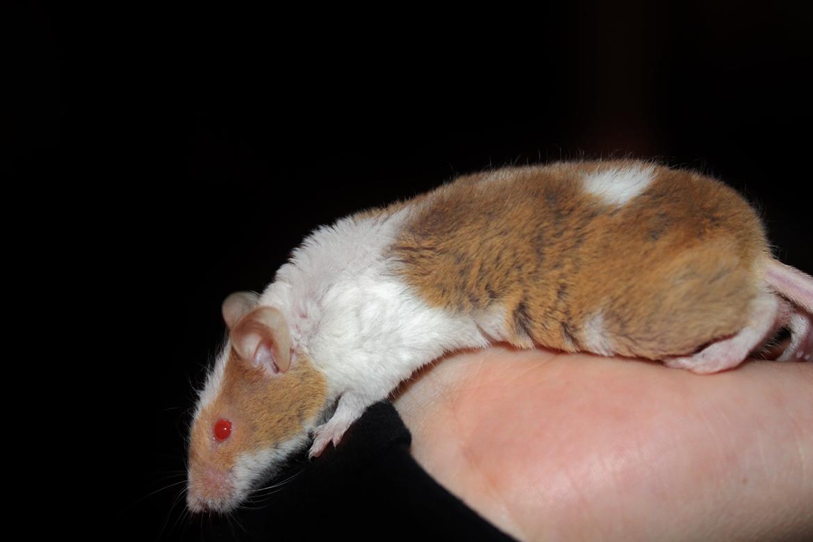 Mus Hedegaard's Balou billede 1