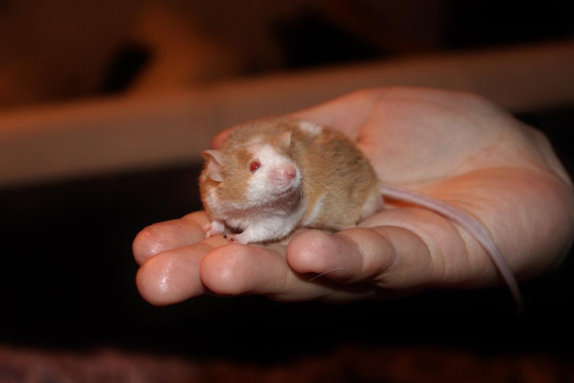 Mus Hedegaard's Balou billede 3