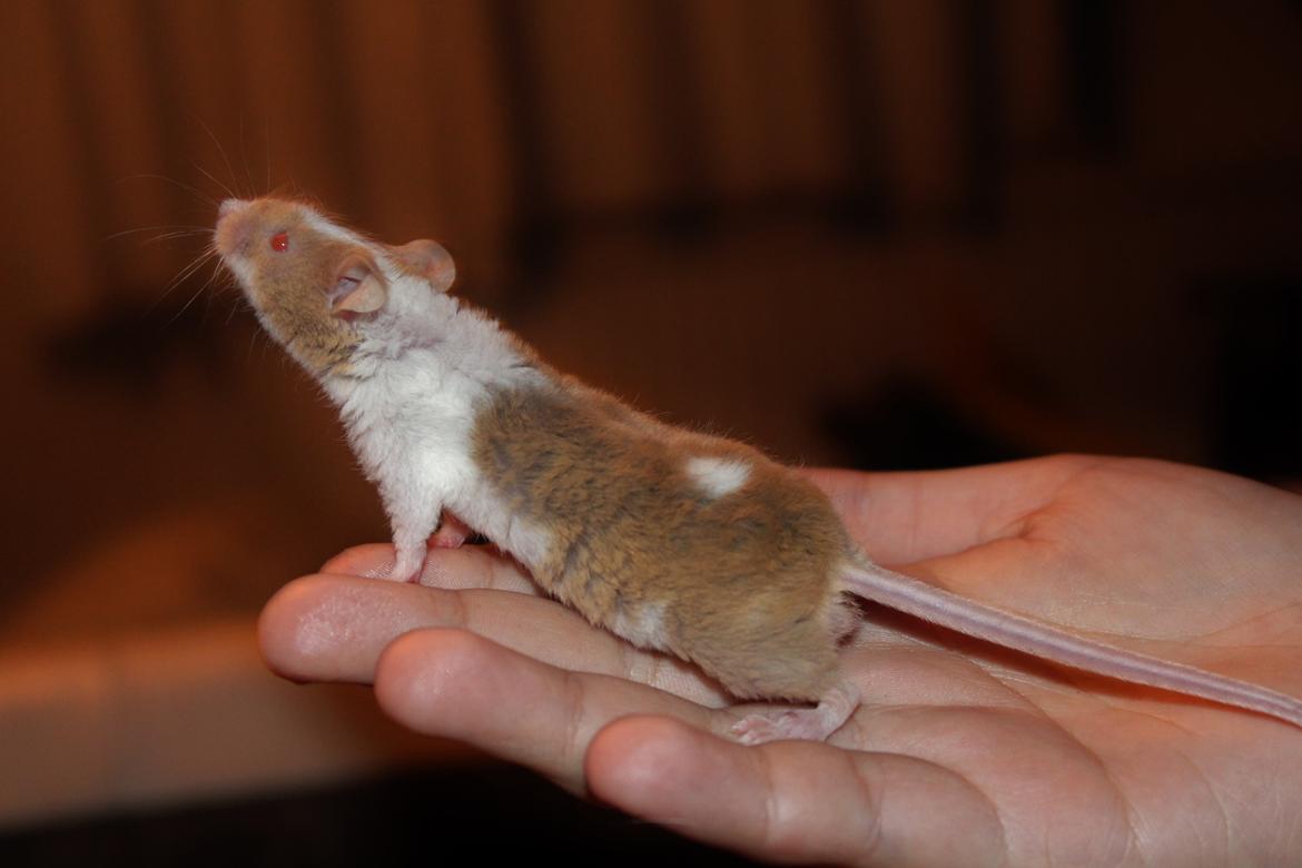 Mus Hedegaard's Balou billede 2