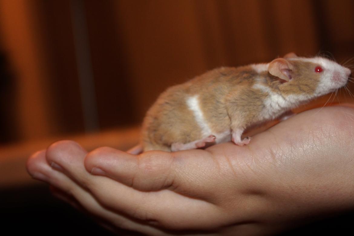 Mus Hedegaard's Balou billede 4