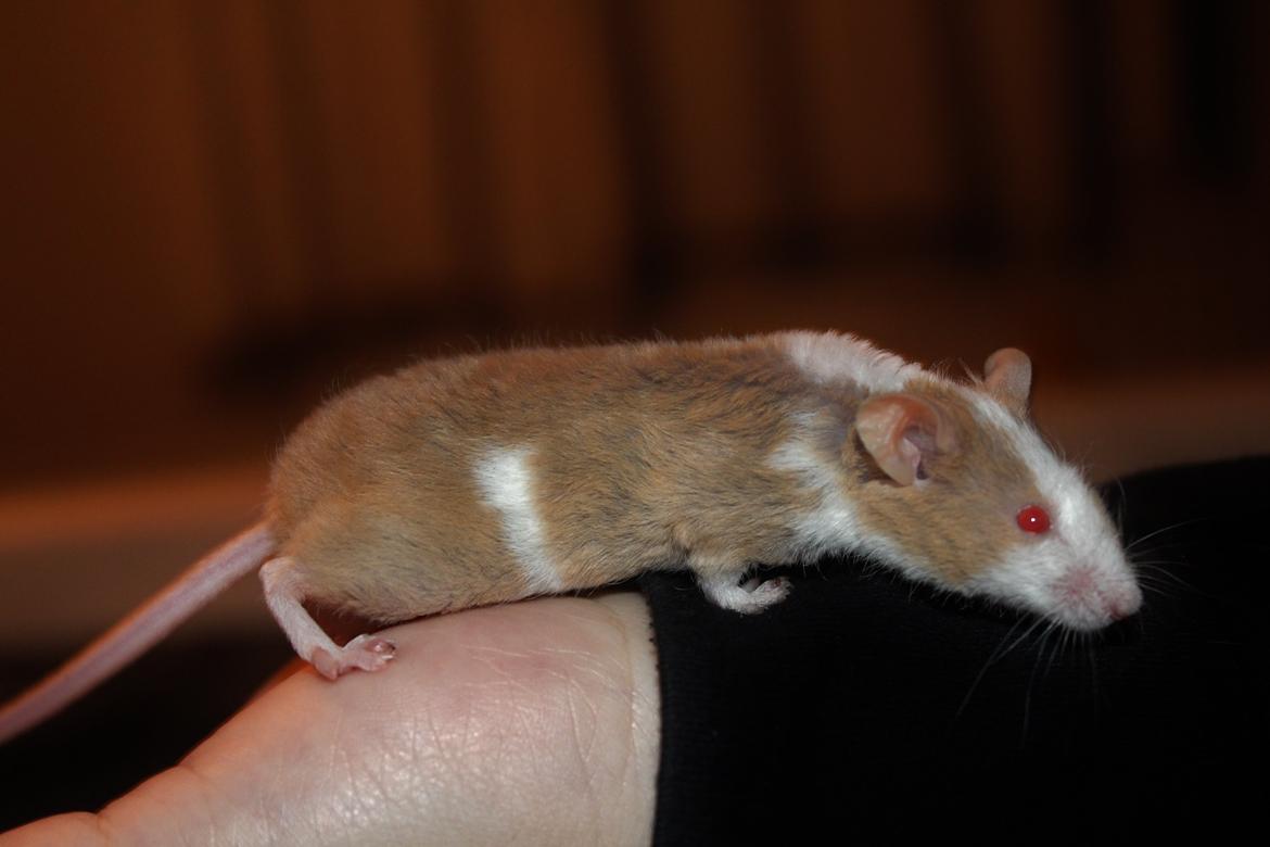 Mus Hedegaard's Balou billede 5