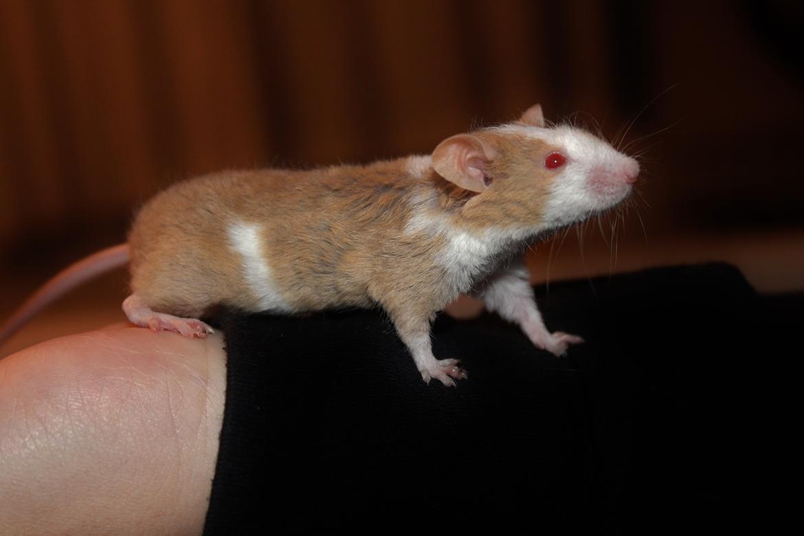 Mus Hedegaard's Balou billede 6