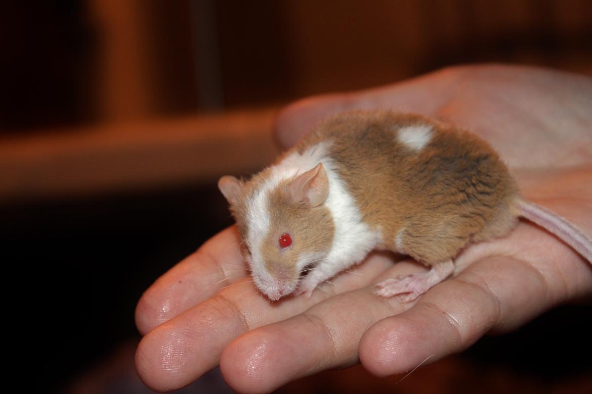 Mus Hedegaard's Balou billede 7