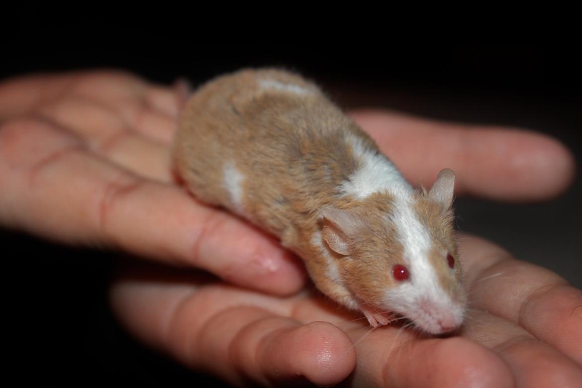 Mus Hedegaard's Balou billede 8