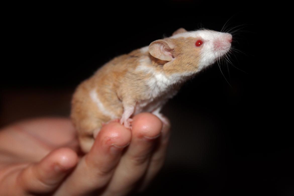 Mus Hedegaard's Balou billede 9